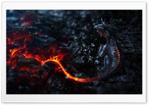 Salamander Artwork