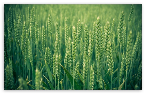 Download Green Wheat UltraHD Wallpaper