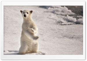 A Young Polar Bear