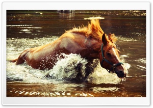 Horse In Water