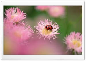 Ladybug On A Pink Flower