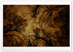 Dark Charmed Forest