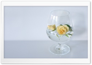 Glass Of Roses