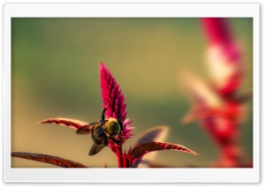 Bumble Bee Insect
