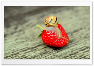 Snail on a Red Strawberry