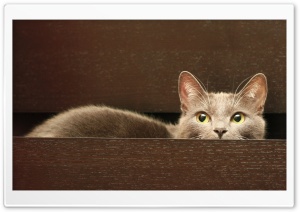 Cat In A Drawer