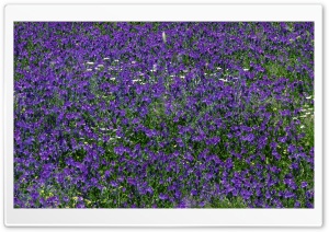 Field Of Purple Flowers 1