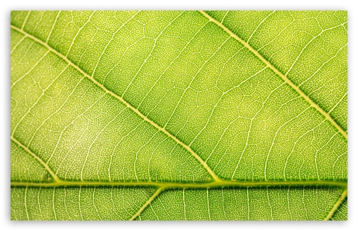 Download Half Green Leaf UltraHD Wallpaper
