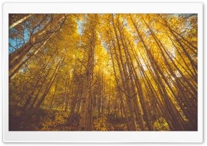 Autumn Aspen Forest Trees