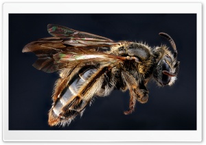 Andrena Fragilis Bee Macro