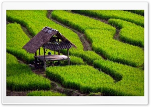 Rice Field Landscape