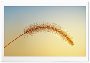 Grass Seeds Macro, Morning...