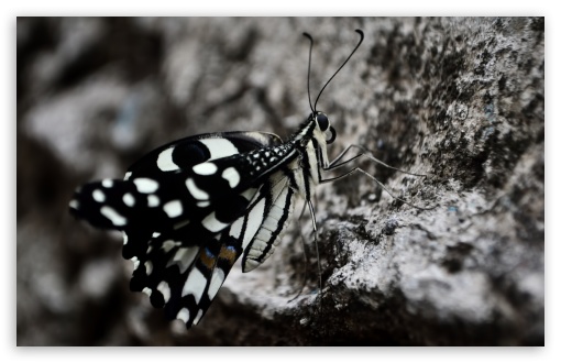 Download Butterfly UltraHD Wallpaper