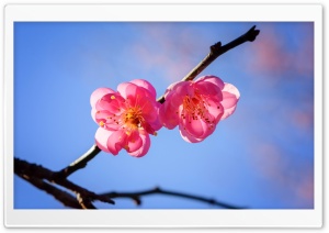 Plum Blossom Branch