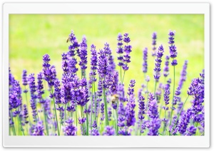 Purple Lavender