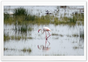 Flamingo, Kenya