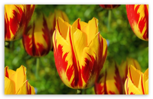 Download Yellow Red Tulips UltraHD Wallpaper