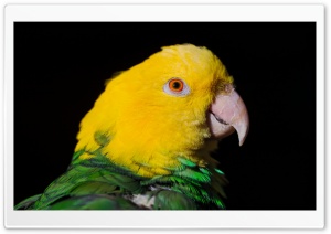 Green And Yellow Parrot