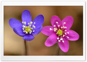 Pink and Purple Anemone...