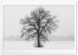 Leafless Tree, Winter