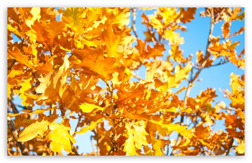 Download Yellow Oak Leaves UltraHD Wallpaper