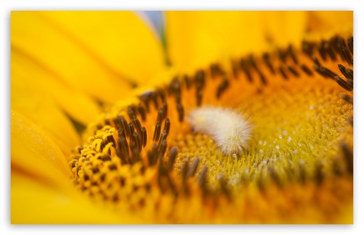 Download Fuzzy Caterpillar UltraHD Wallpaper