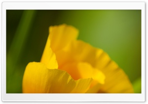 California Poppy Macro