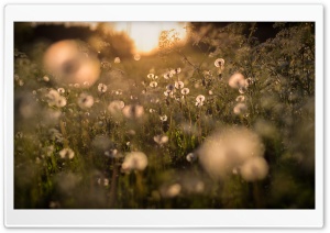 Dandelion Field, Nature...
