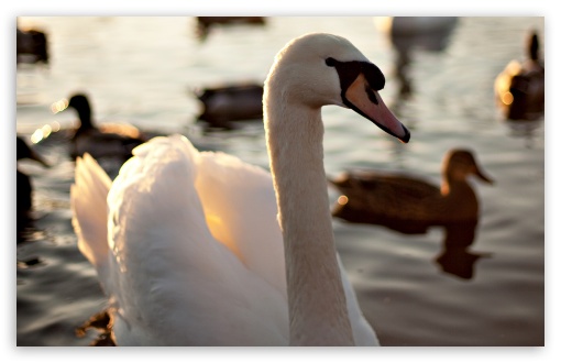 Download Mute Swan Swimming On A Lake UltraHD Wallpaper