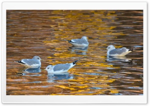 Seagulls Swimming