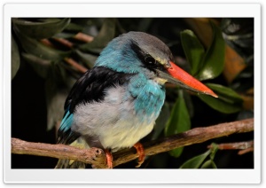 Kingfisher Close Look
