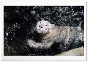 White Tiger Swimming