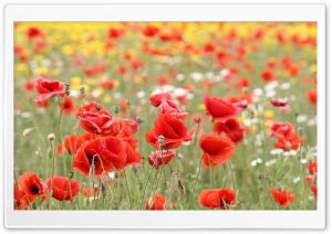 Poppies In Nature