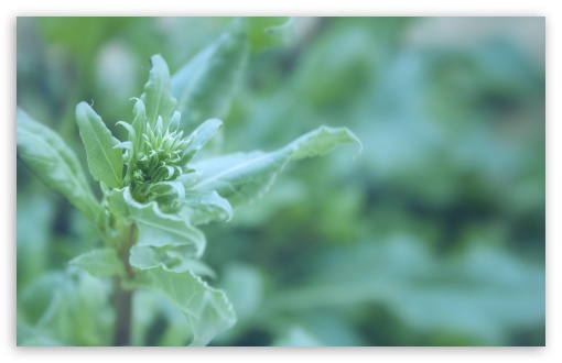 Download Green Plant Macro UltraHD Wallpaper