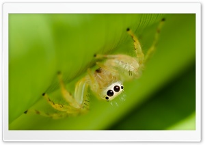 Two-striped Jumper, Jumping...