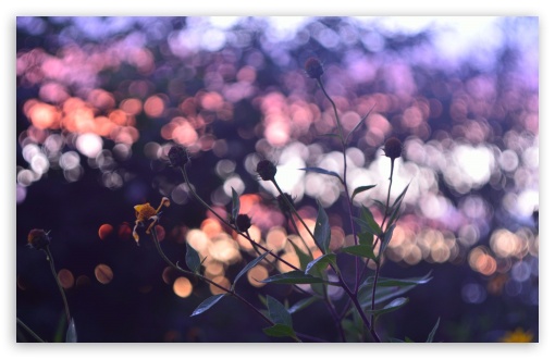 Download Evening Bokeh And Flowers UltraHD Wallpaper