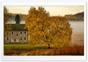 Yellow Tree, House, Mist, Autumn