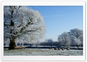 Beautiful Winter Landscape...