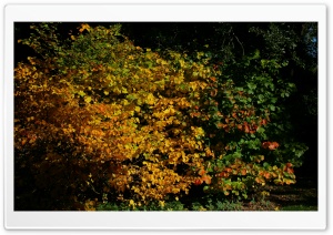 An Autumn Scene At The Arboretum