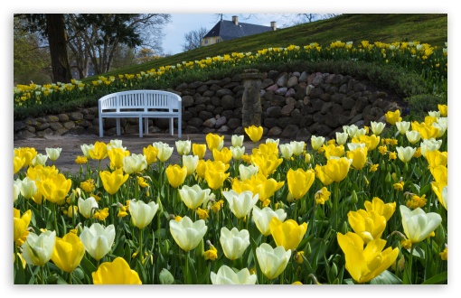 Download Yellow Tulips, Park, Spring UltraHD Wallpaper