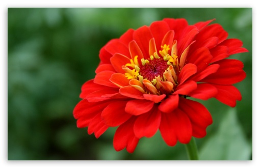 Download Red Zinnia Flower UltraHD Wallpaper