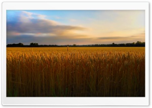 Golden Wheat FIeld