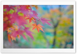 Autumn Colors In Japan