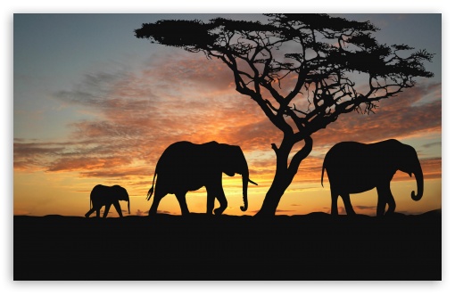 Download Savannah Elephants UltraHD Wallpaper