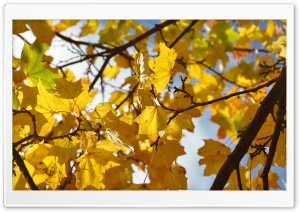 Autumn Leaves - 4K resolution...