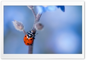 Ladybug, Forget-me-nots Flower