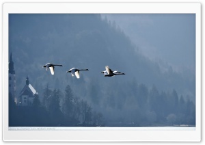 Swans Flying Over Lake Bled...