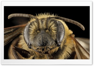 Andrena Nivalis Mining Bee...
