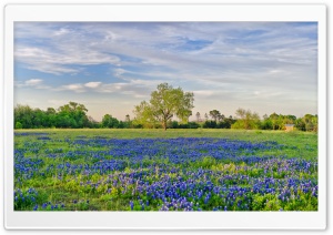 Blue Flowers Field