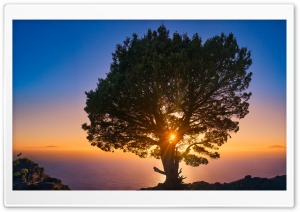Tree, Sunset